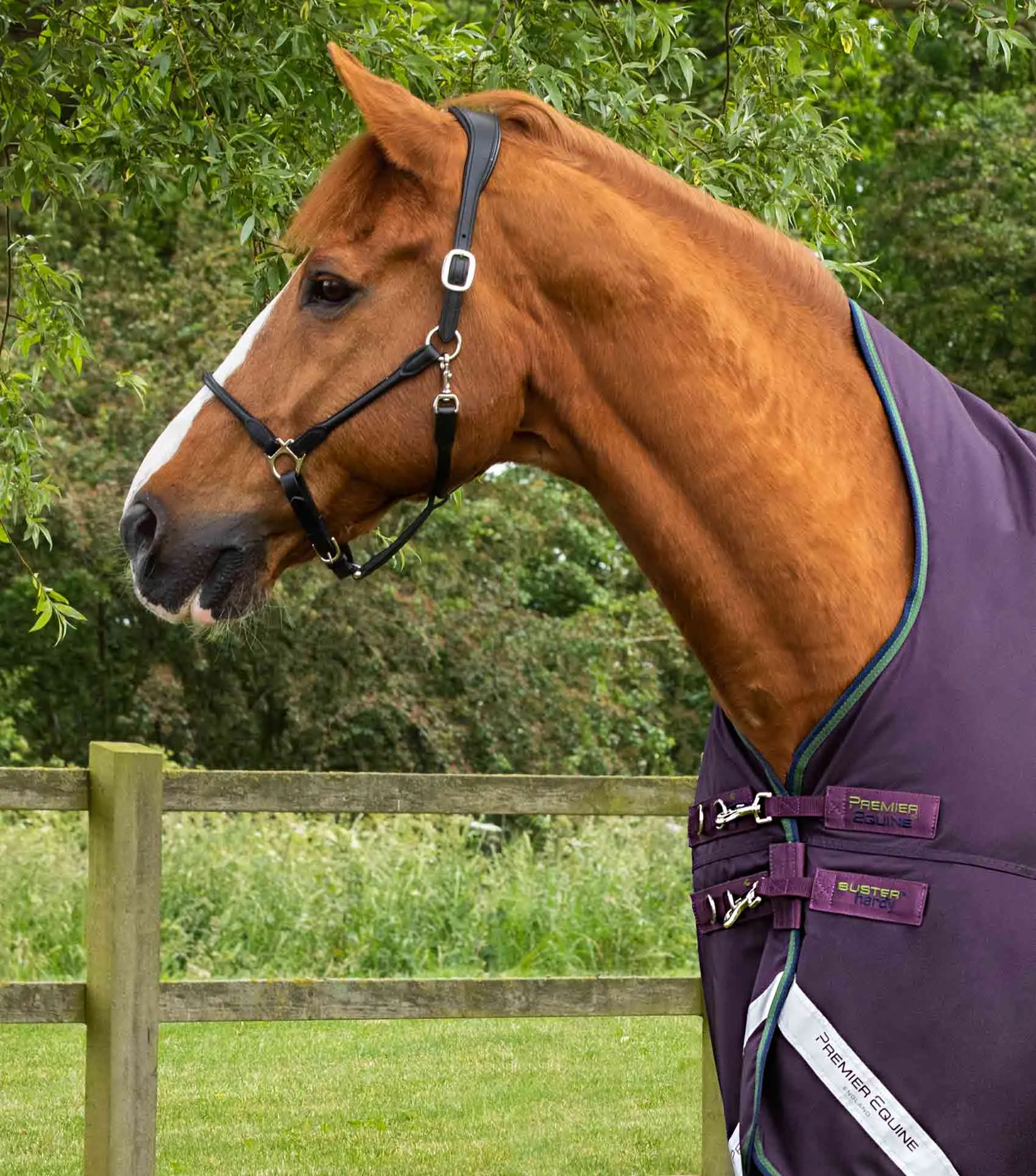 Buster Hardy 100g Half Neck Turnout Rug Purple