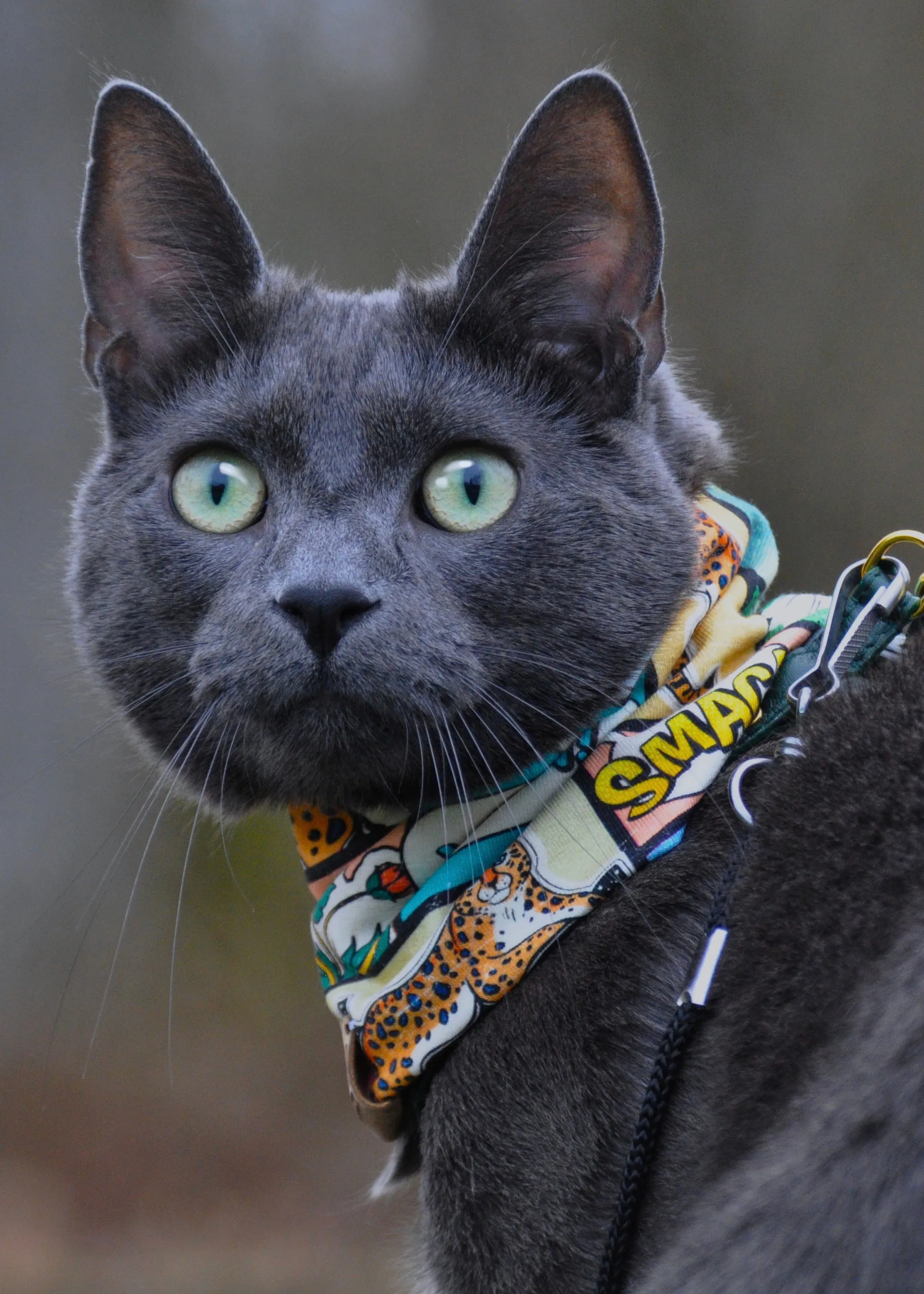 Cartoon pet scarf